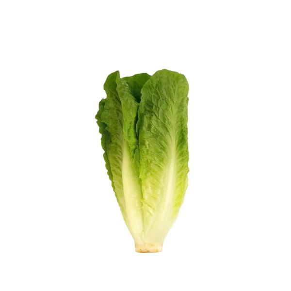 LECHUGA ROMANA