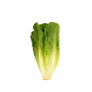 LECHUGA ROMANA