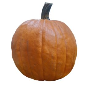 CALABAZA MEDIUM